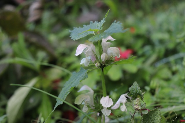 f:id:snow36:20191205153109j:image