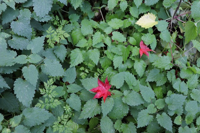 f:id:snow36:20191205153158j:image