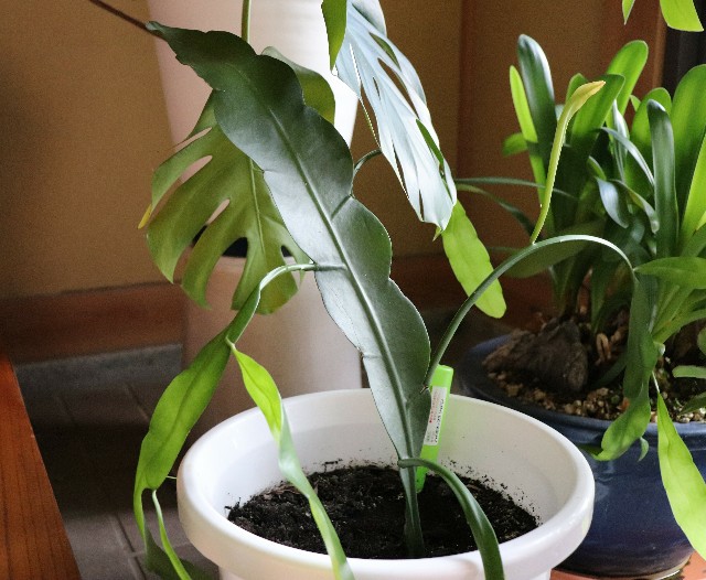 f:id:snow36:20191205155159j:image