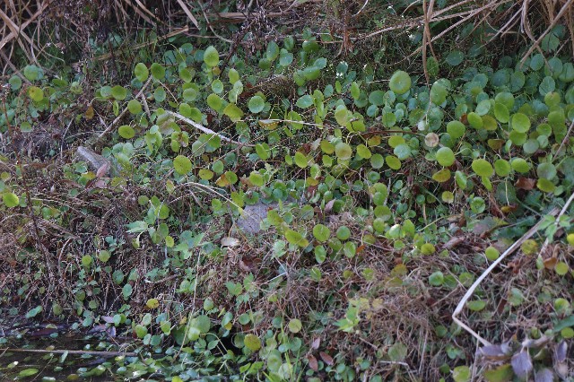 f:id:snow36:20191213201439j:image f:id:snow36:20191213201439j:image