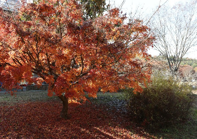 f:id:snow36:20191213203548j:image f:id:snow36:20191213203548j:image