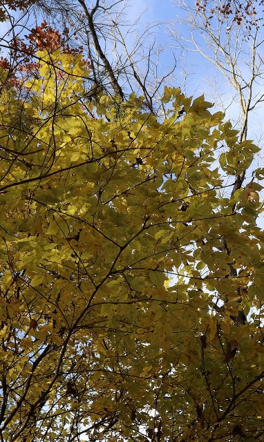 f:id:snow36:20191213204032j:image f:id:snow36:20191213204032j:image