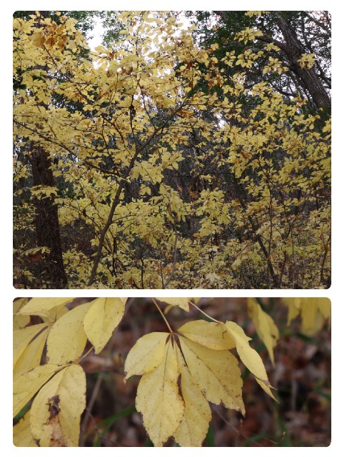 f:id:snow36:20191213205213j:image f:id:snow36:20191213205213j:image