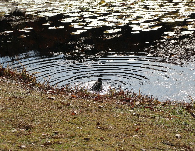 f:id:snow36:20191213205703j:image f:id:snow36:20191213205703j:image