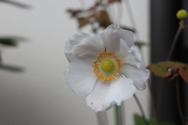f:id:snow36:20191221190403j:image