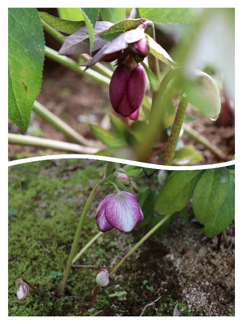 f:id:snow36:20200213231917j:image f:id:snow36:20200213231917j:image