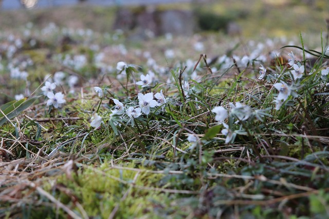 f:id:snow36:20200221165127j:image