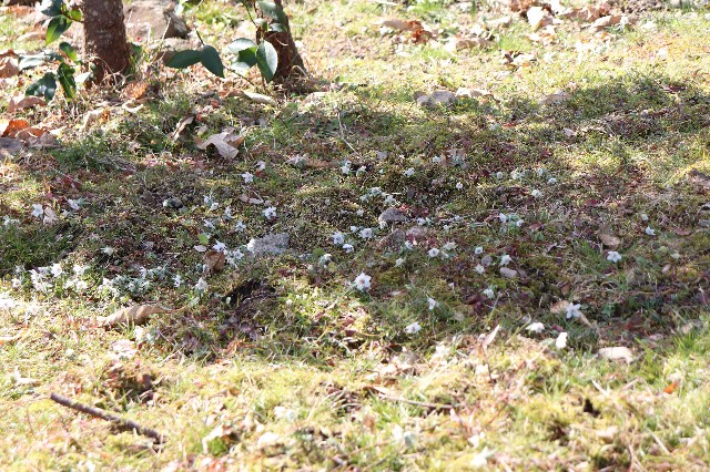 f:id:snow36:20200221165213j:image