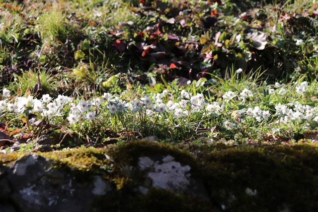 f:id:snow36:20200221165648j:image