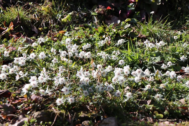 f:id:snow36:20200221165919j:image