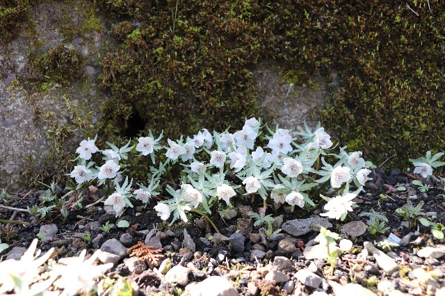 f:id:snow36:20200221170242j:image