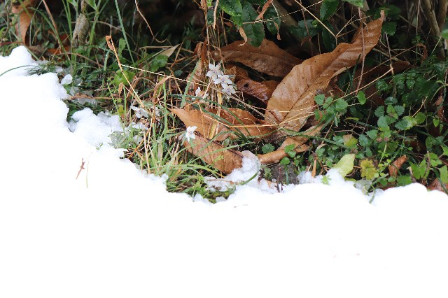 f:id:snow36:20200221220343j:image