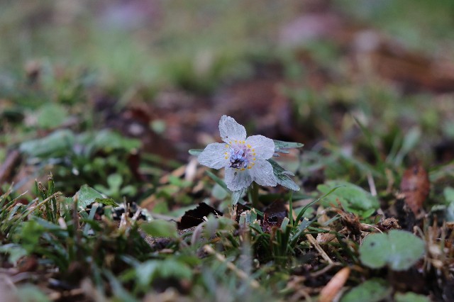 f:id:snow36:20200222120508j:image