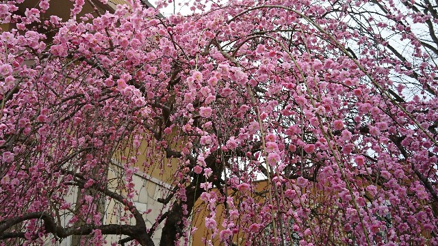 f:id:snow36:20200226161035j:image f:id:snow36:20200226161035j:image