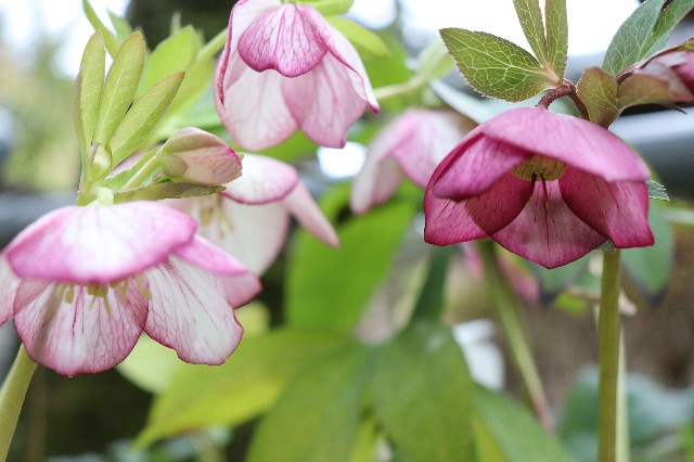 f:id:snow36:20200228171430j:image f:id:snow36:20200228171430j:image