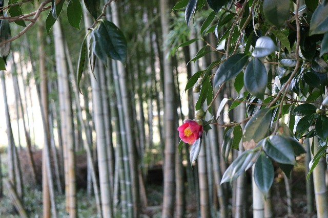 f:id:snow36:20200228175012j:image f:id:snow36:20200228175012j:image