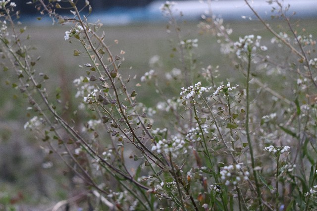 f:id:snow36:20200306173303j:image