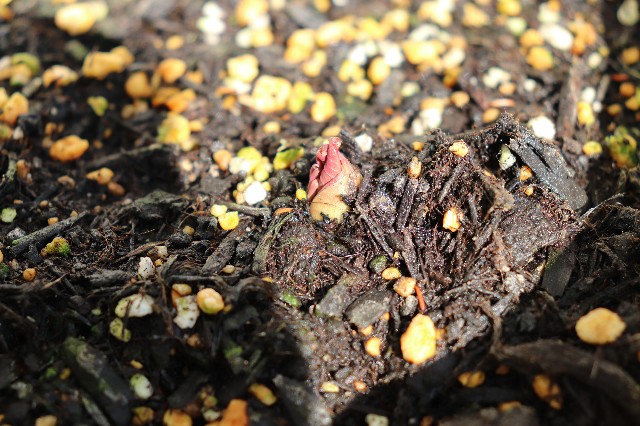 f:id:snow36:20200306174223j:image