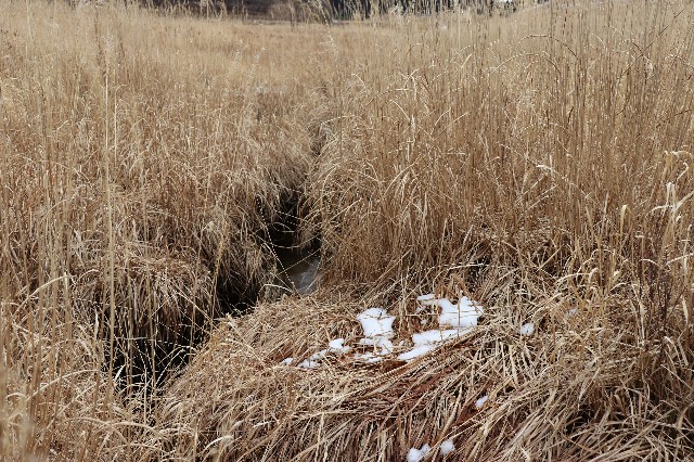 f:id:snow36:20200313182005j:image