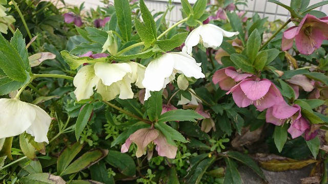 f:id:snow36:20200317170858j:image