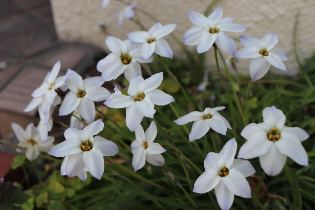 f:id:snow36:20200319144058j:image