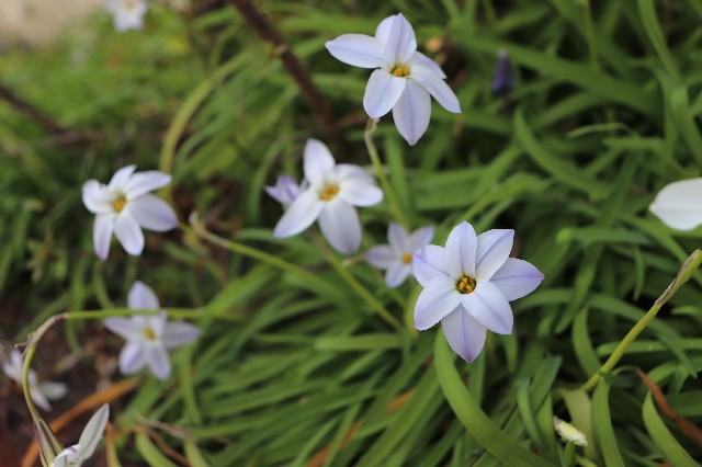 f:id:snow36:20200319144219j:image