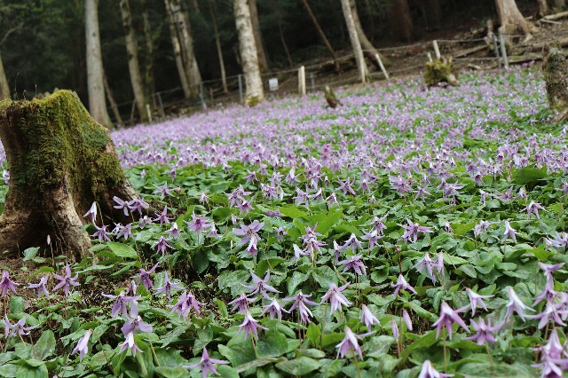 f:id:snow36:20200324153343j:image f:id:snow36:20200324153343j:image