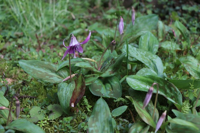 f:id:snow36:20200326200219j:image f:id:snow36:20200326200219j:image