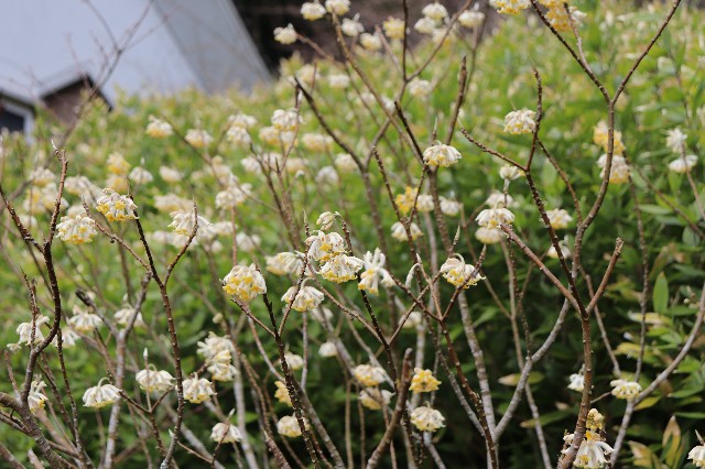 f:id:snow36:20200326200400j:image f:id:snow36:20200326200400j:image