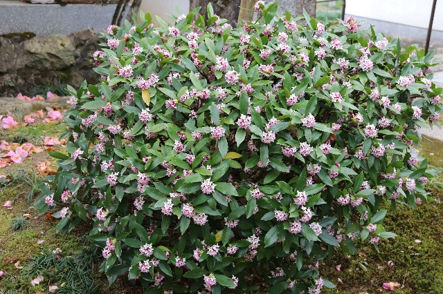 f:id:snow36:20200326200438j:image f:id:snow36:20200326200438j:image