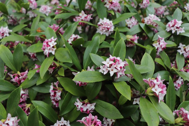 f:id:snow36:20200326200504j:image f:id:snow36:20200326200504j:image