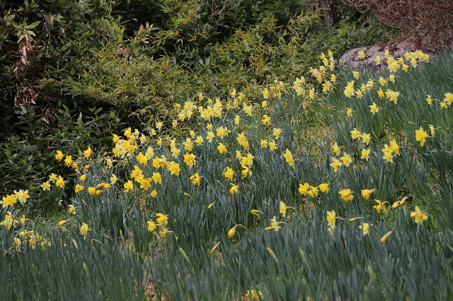 f:id:snow36:20200326200740j:image f:id:snow36:20200326200740j:image