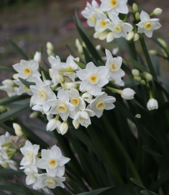 f:id:snow36:20200326202538j:image f:id:snow36:20200326202538j:image