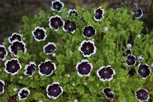 f:id:snow36:20200326234854j:image f:id:snow36:20200326234854j:image