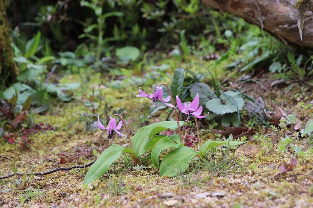 f:id:snow36:20200327000950j:image f:id:snow36:20200327000950j:image