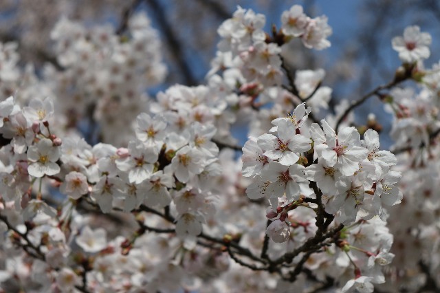 f:id:snow36:20200403155903j:image