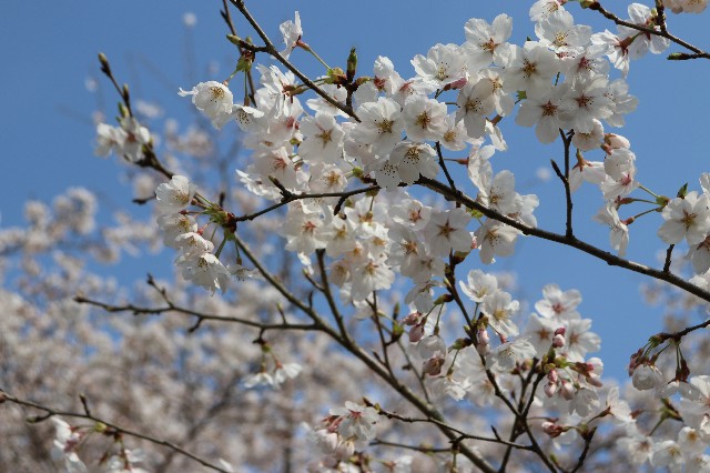 f:id:snow36:20200403161959j:image
