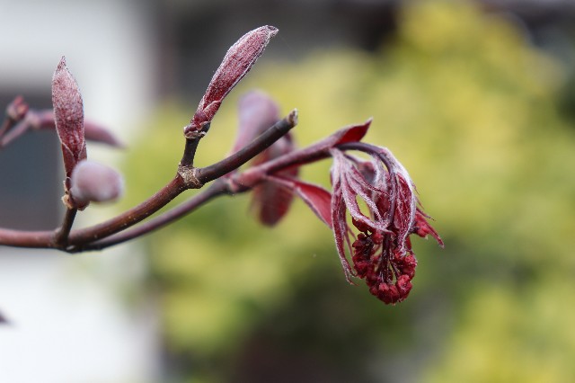 f:id:snow36:20200413232351j:image f:id:snow36:20200413232351j:image