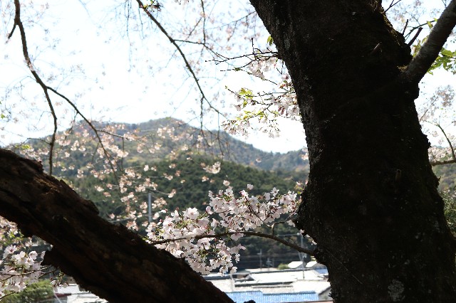 f:id:snow36:20200414133527j:image f:id:snow36:20200414133527j:image