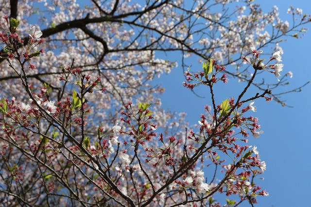 f:id:snow36:20200414134010j:image f:id:snow36:20200414134010j:image