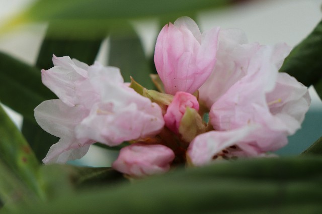 f:id:snow36:20200414202053j:image f:id:snow36:20200414202053j:image