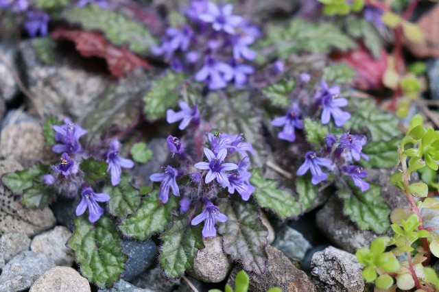 f:id:snow36:20200414202412j:image f:id:snow36:20200414202412j:image