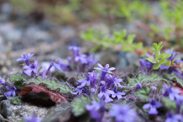 f:id:snow36:20200414202615j:image f:id:snow36:20200414202615j:image