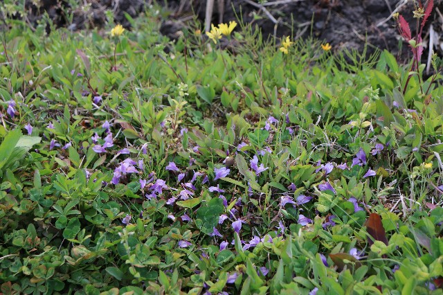 f:id:snow36:20200415224036j:image f:id:snow36:20200415224036j:image