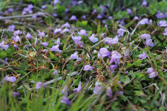 f:id:snow36:20200415224123j:image f:id:snow36:20200415224123j:image