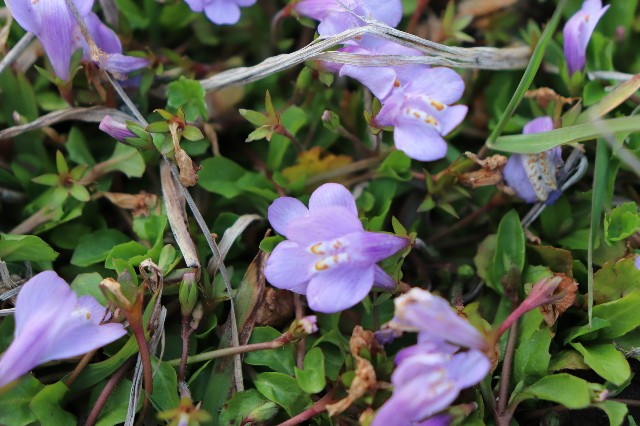 f:id:snow36:20200415224210j:image f:id:snow36:20200415224210j:image