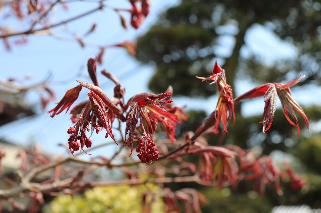 f:id:snow36:20200416202154j:image f:id:snow36:20200416202154j:image