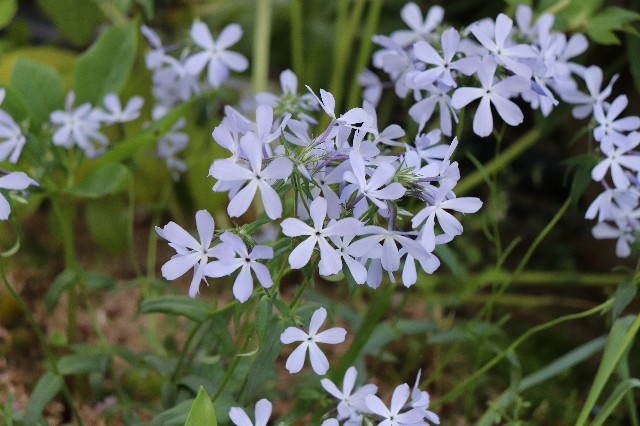 f:id:snow36:20200508184439j:image