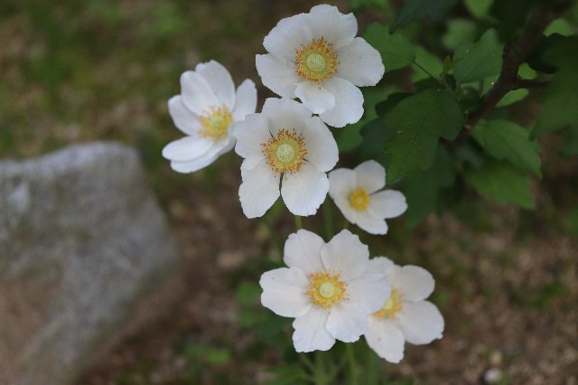 f:id:snow36:20200511192237j:image