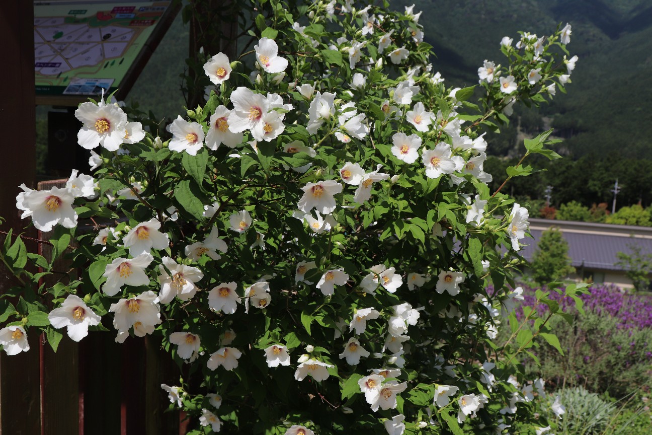 f:id:snow36:20200608154723j:image